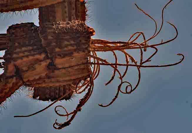 dead saguaro arm formation